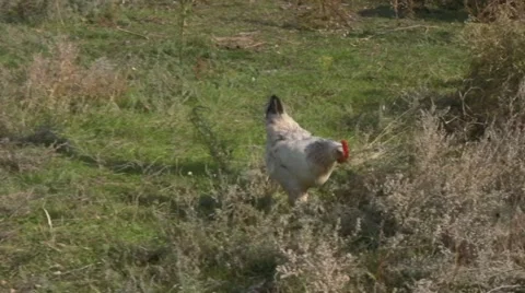 Ukrainian free range chicken Stockbeeldmateriaal 52356667