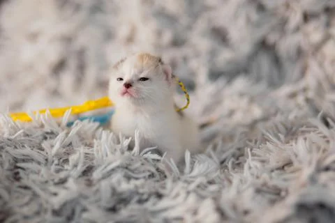 Ukrainian Kitty Stock Photos