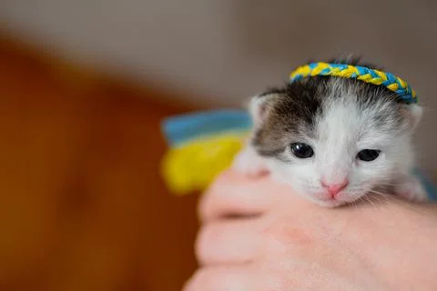 Ukrainian Kitty Stock Photos