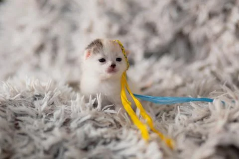 Ukrainian Kitty Stock Photos