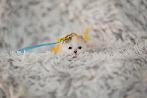 Ukrainian Kitty Stock-Fotos