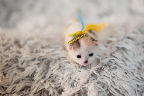 Ukrainian Kitty Stock-Fotos