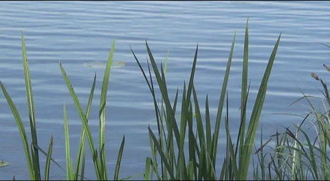 Ukrainian landscape 스톡 동영상 38760287