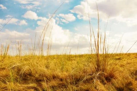 Ukrainian native grass steppe on cloudy sky background. Stock Photos