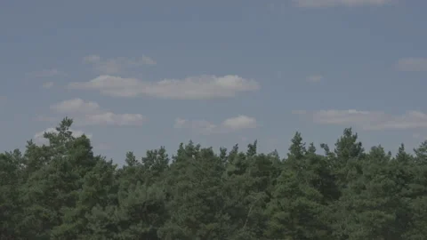 Ukrainian pine forests in the morning Stock Footage 170334535