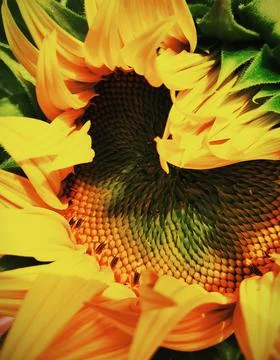 Ukrainian sunflower Stock Photos