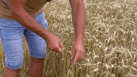 A Ukrainian wheat farmer separates the grain from the chaff with his hand Video stock 220537984