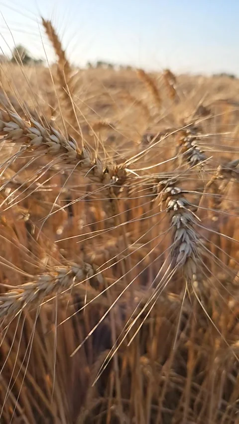 Ukrainian wheat field, bathed in the setting sun, flutters in the wind Stock Footage 313754123