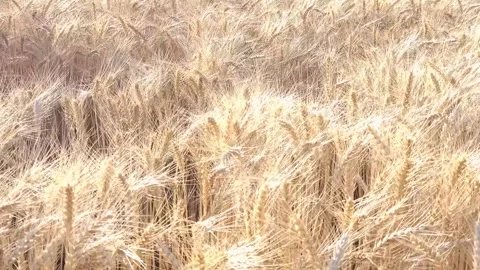 Ukrainian wheat field, bathed in the setting sun, flutters in the wind Stock Footage 313754125