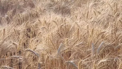 Ukrainian wheat field, bathed in the setting sun, flutters in the wind Stock Footage 313754127