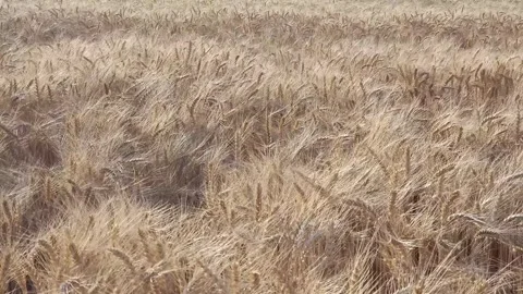 Ukrainian wheat field, bathed in the setting sun, flutters in the wind Stock Footage 313754128