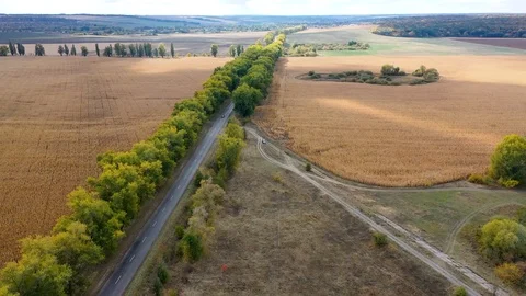 Ukrainian wheat field, the road between the trees, autumn landscape Stock Footage 122768076