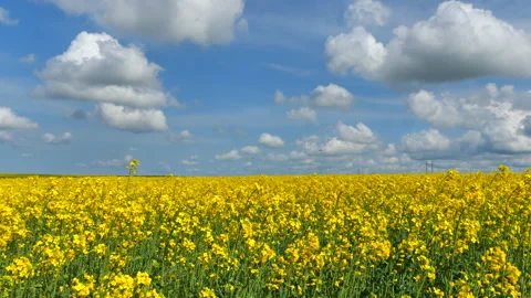 Ukrainian yellow field Video stock 202030324
