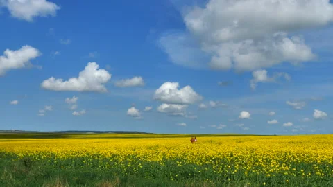 Ukrainian yellow field Stock Footage 202088499
