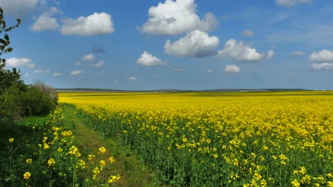 Ukrainian yellow field Stock Footage 202089891
