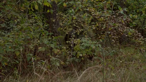 Ukranian sniper hidden in forest Vidéo 240666332