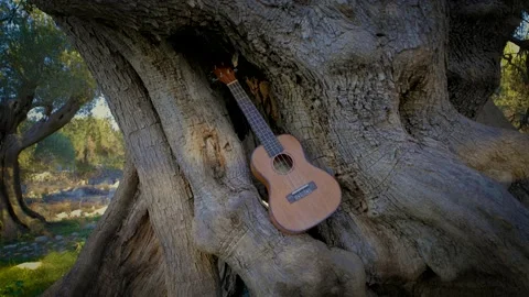 Ukulele leaning against an olive tree Stock Footage 143183204