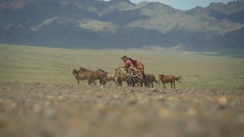 Ulan bator / mongolia, may, 3.2019: Mongolian shepherds catch horses with a rope Stock-Footage 116432839