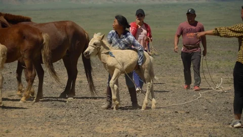 Ulan bator / mongolia, may, 3.2019: Mongolian shepherds catch horses with a rope Stock-Footage 116432854
