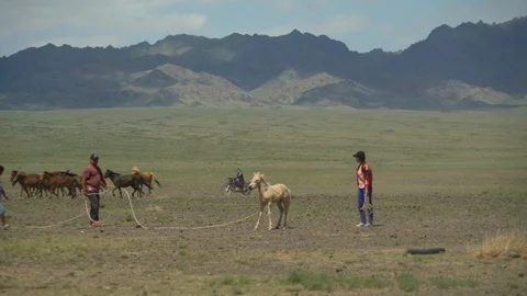 Ulan bator / mongolia, may, 3.2019: Mongolian shepherds catch horses with a rope Stock Footage 116432869