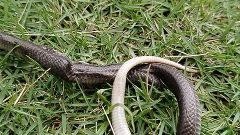 Ular dumung is the local name in Java for the Javan Cobra (Naja sputatrix) Vídeos de archivo 327043513
