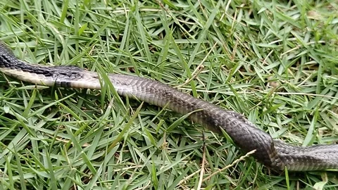 Ular dumung is the local name in Java for the Javan Cobra (Naja sputatrix) Vídeos de archivo 327043514