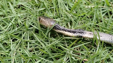 Ular dumung is the local name in Java for the Javan Cobra (Naja sputatrix) Vídeos de archivo 327043516
