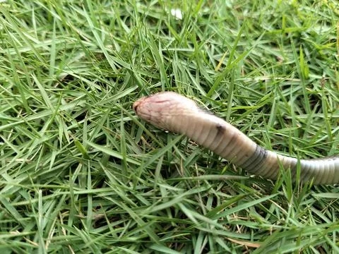 Ular dumung is the local name in Java for the Javan Cobra (Naja sputatrix) Fotos de archivo