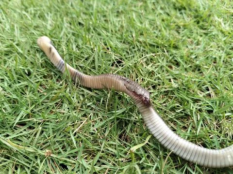 Ular dumung is the local name in Java for the Javan Cobra (Naja sputatrix) Фото