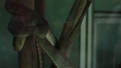 Ular Viper Bakau Video stock 119345045