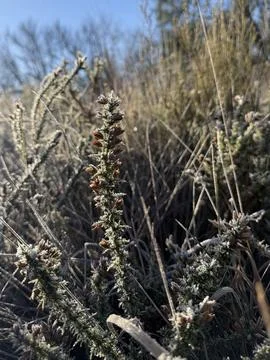 Ulex in winter Stock Photos