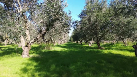 Uliveto drone 1 Stock Footage 305035331