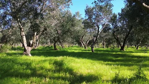 Uliveto drone 2 Stock Footage 305035415