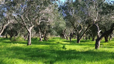 Uliveto drone 3 Stock Footage 305035335