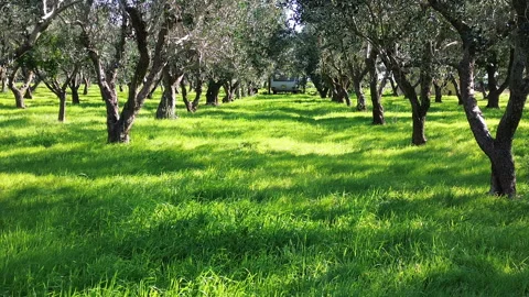 Uliveto drone 4 Stock Footage 305035354