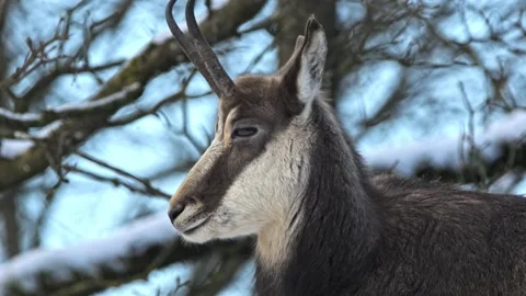 Ull-Frame Portrait of Alpine Chamois on Snowy Slopes – 4K Cinematic Wildlife Stock-Footage 320836004