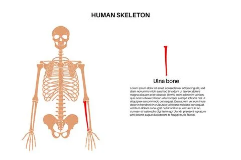 Ulna bone anatomy Stock Illustration