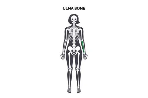 Ulna bone anatomy Stock Illustration
