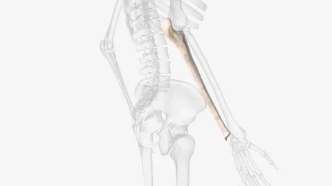 The ulna is one of the two forearm long bones that, in conjunction with the Video stock 270144762