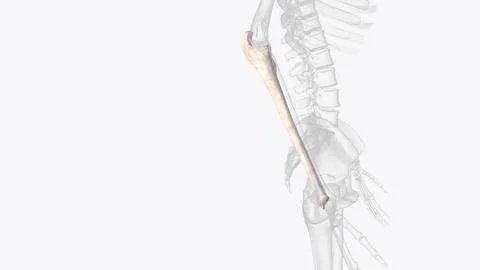 The ulna is one of the two forearm long bones that, in conjunction with the r Stock Illustration