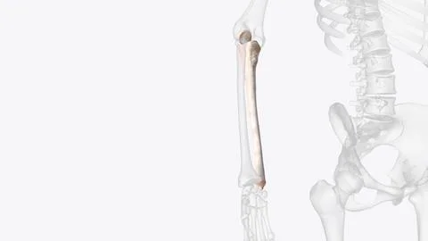 The ulna is one of the two forearm long bones that, in conjunction with the r Stock Illustration