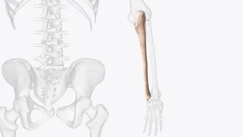 The ulna is one of the two forearm long bones that, in conjunction with the r Stock Illustration