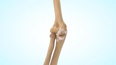 The ulnar collateral ligament (UCL) of 3d illustration Stock-Illustration
