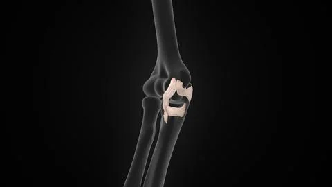 The ulnar collateral ligament (UCL) of 3d illustration Stock-Illustration