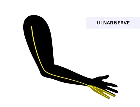 Ulnar nerve anatomy Illustrazione stock