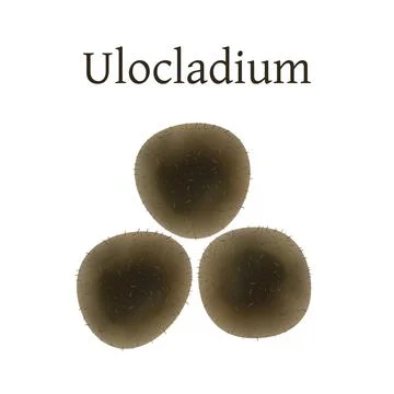 Ulocladium mold vector illustration isolated on white background. Stock Illustration