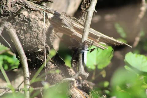 The Ultimate Flying Machine 库存照片