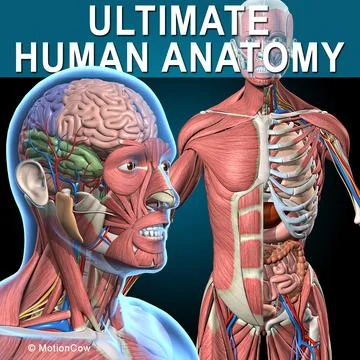 Ultimate Human Anatomy 3D Model