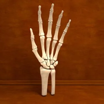 Ultimate Human Hand Bones Anatomy 3D Model