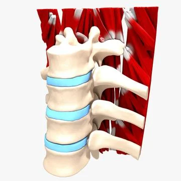 Ultimate Human Spine (Part of) 3D Model